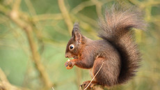 Eichhörnchen (22).jpg